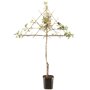 Lei appelboom 'Cox's Orange Pippin'